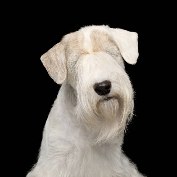 istock Portrait of Sealyham Terrier Dog on Black background 2194492811