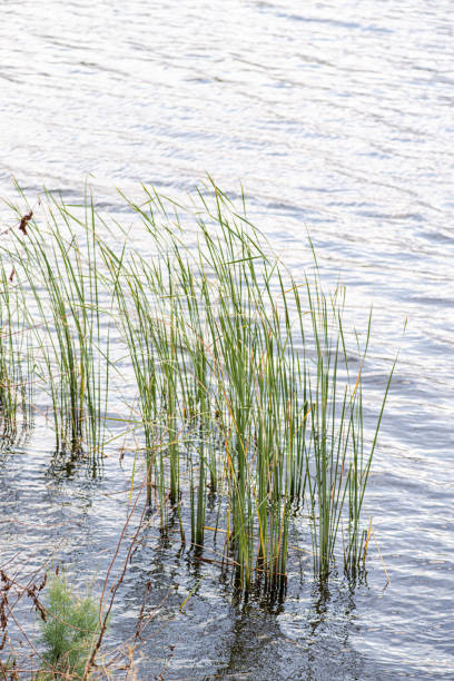 Grass in the lake in summer season