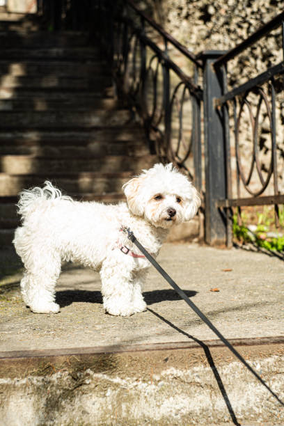 istock Cute maltipu puppy walking outdoor 2194493871