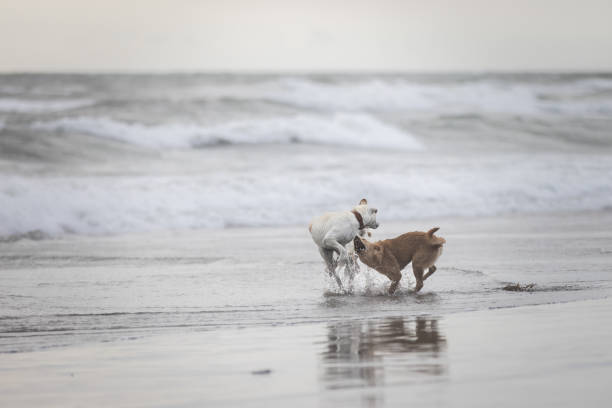 Three dogs are playing on sands at Canggu beach.Bali Island.
