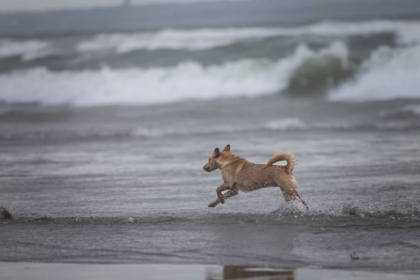 Stray dog is running on the beach.Canggu beach - Bali Island.