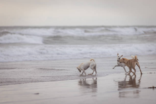 Hungarian Vizsla dog chases ball in waves of sea at sunset, Biarritz