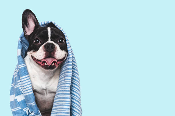 istock Cute puppy and blue towel. Studio shot 2194498142