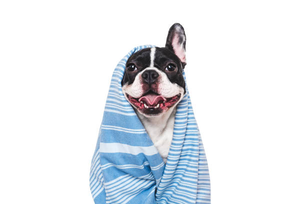 istock Cute puppy and blue towel. Studio shot 2194498194