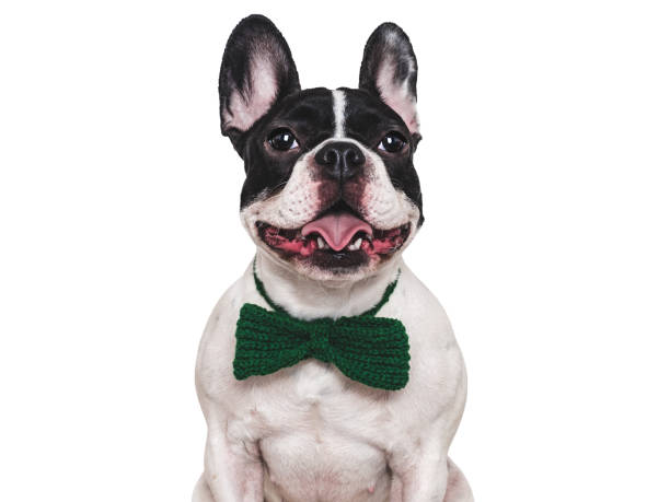 istock Lovable puppy and bow tie. Studio shot 2194498249