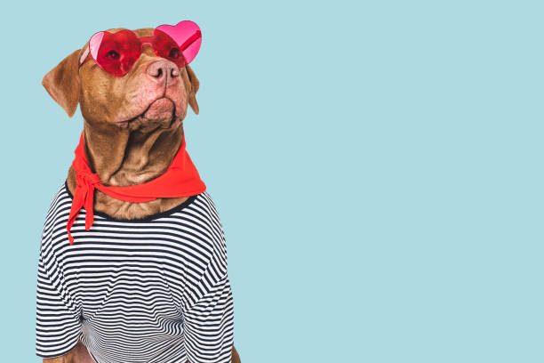istock Stylish, lovable dog, glasses and red neckerchief 2194498291
