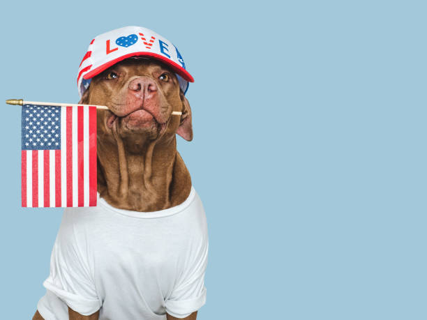 istock Cute dog, sun hat and American Flag. Studio shot 2194498377