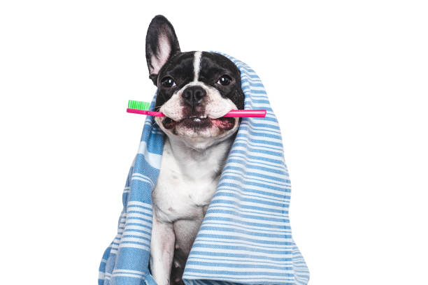 istock Cute puppy, towel and toothbrush. Studio shot 2194498397