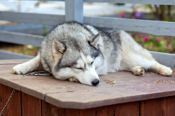 istock Husky sleeping on doghouse. Sad dog tied to chain 2194499835