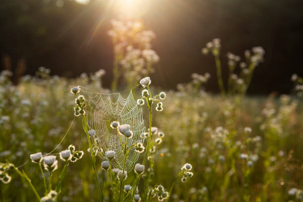 gentle spring summer morning in the meadow. Flowers in a spider's web in sunlight.