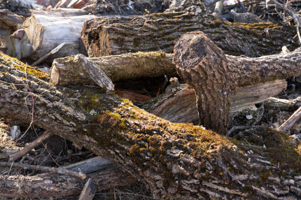 A collection of logs and branches lies on the ground. Moss covers the surface, green and vibrant, indicating recent moisture. Sunlight filters through trees, creating a serene atmosphere.