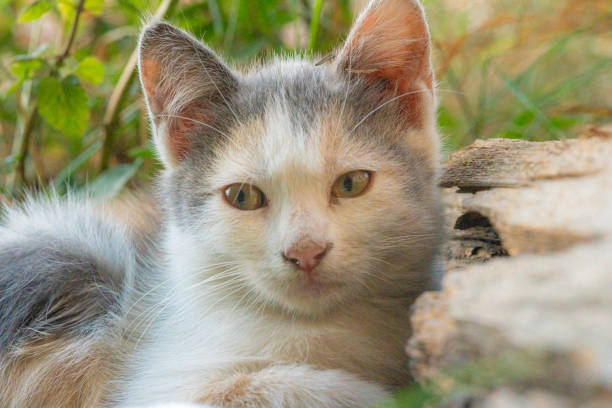 A curious kitten lounges comfortably on a stone surface surrounded by lush green foliage. Sunlight gently illuminates its fur, creating a serene atmosphere.