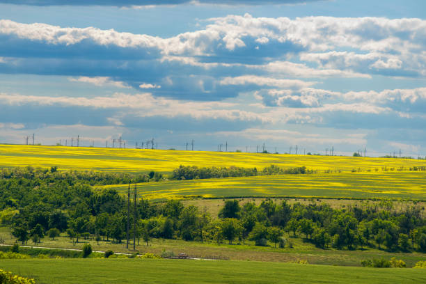 A distant view in the spring of a field with rapeseed starting to bloom