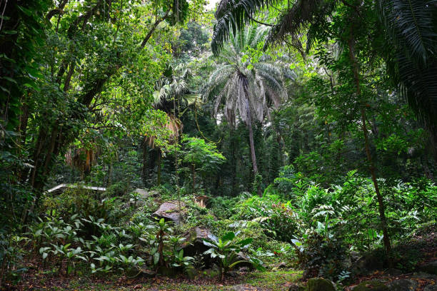 istock Mahe island wild rainforest, Seychelles 2194501661