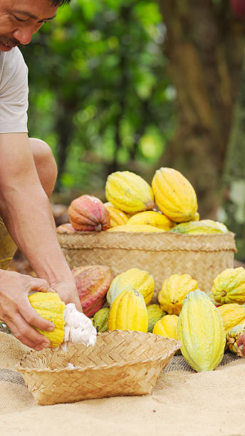 istock cacao farmer opening harvested yellow pod and extracting fresh cocoa beans 2194502255