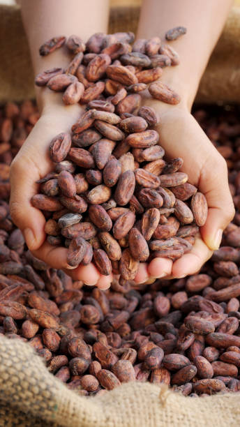 raw cocoa beans in a farmer's hands into a burlap sack, dried cacao