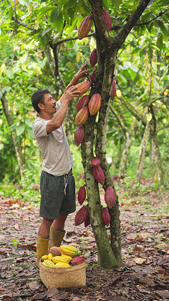 istock Indonesian man cacao farmer harvests ripe pods from  tree using pruning shears 2194502277