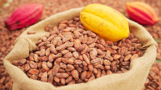 istock Premium cacao beans in burlap sack, cocoa pods, drying racks in background 2194502334
