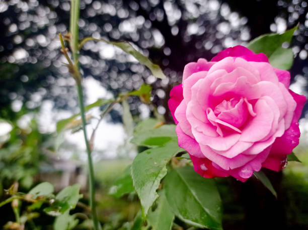 Close-up of a rose in full bloom, its delicate petals opening in a soft, layered arc. Dewdrops glisten on the petals, catching the light and adding a touch of freshness. The background is gently blurred, allowing the rose to stand out as the focal point, exuding a sense of elegance and natural beauty. The subtle play of light and shadow emphasizes the delicate texture of the petals, making the flower appear almost lifelike.