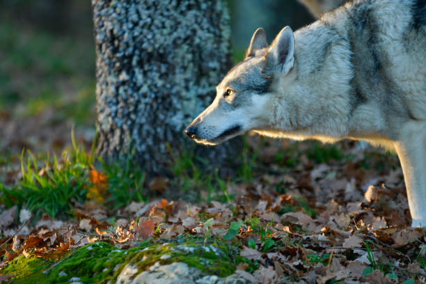 Wolf standing in the fresh greenery