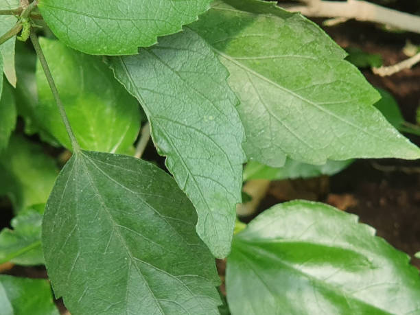 istock A sprig of green leaves 2194514439