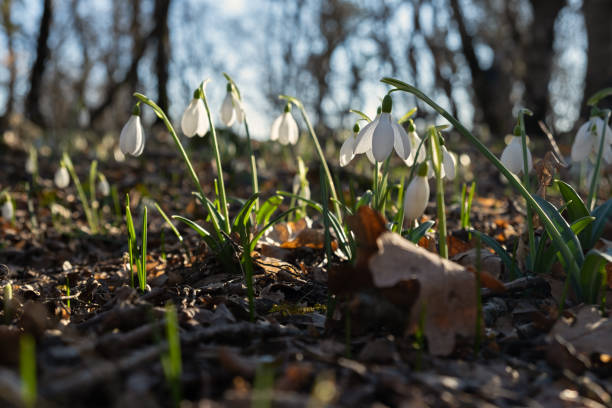 istock Snowdrops Galanthus nivalis in the forest close-up. 2194516277