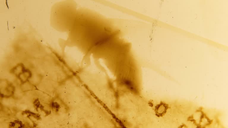 Flies, newspaper scraps. Abstract loopable animation. 35mm film