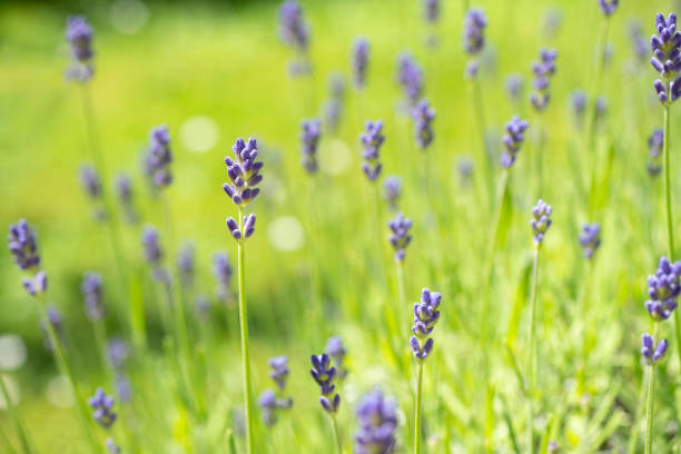 Lots of lavender flowers in the botanical garden