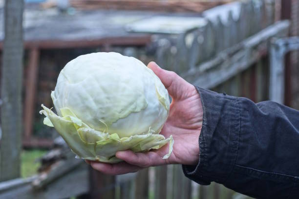 istock hand in black clothes holding one fresh raw head of white cabbage 2194517022