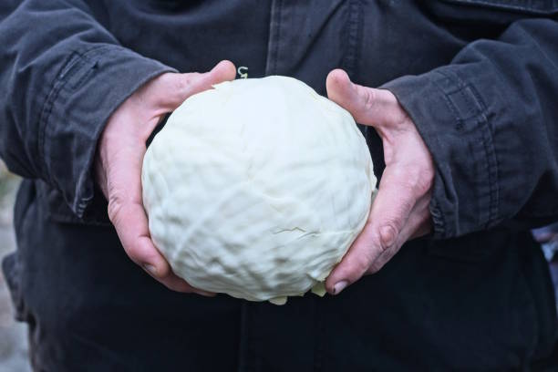 istock hand in black clothes holding one fresh raw head of white cabbage 2194517023