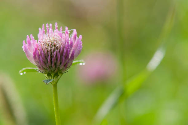 One pink clover flower on a blurred green background. Summer.