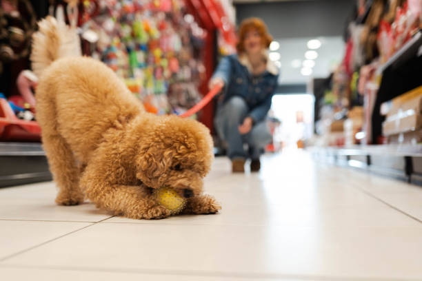 Curly red-haired woman holding her cute miniature poodle on a dog lead
