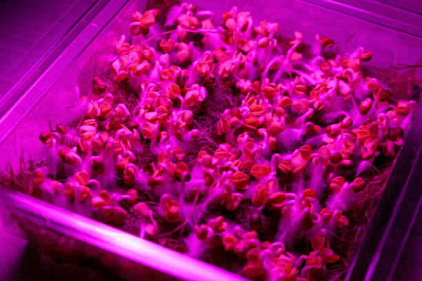 istock Microgreens under special ultraviolet light that stimulates the growth and development of plants in urban farming. 2194519520