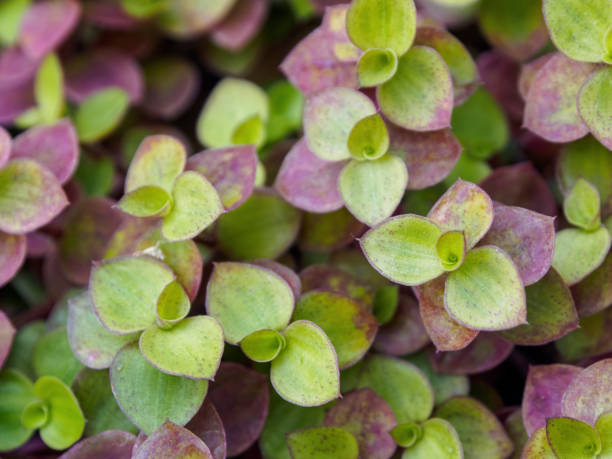istock A unique green pattern of small leaves in macro focus creates a mesmerizing visual effect of nature. 2194519531