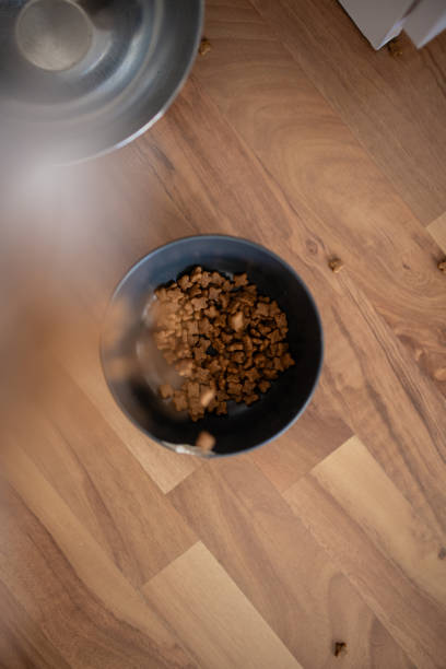 istock Dog croquettes in sacks and feeder on wooden table elevated 2194520449