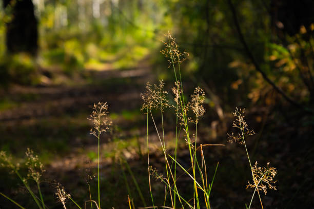 Tall grasses in the soft morning light along a quiet forest trail, surrounded by trees that create a peaceful and calming atmosphere