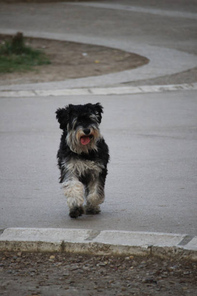 It is a portrait of a schnauzer on a picnic blanket, there is a car beside him and some grass around. The scene is backlit.