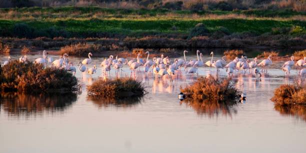 istock Flamingos in the Ria Formosa Natural Park 2194521828