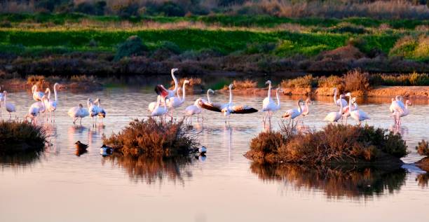 istock Flamingos in the Ria Formosa Natural Park 2194521923