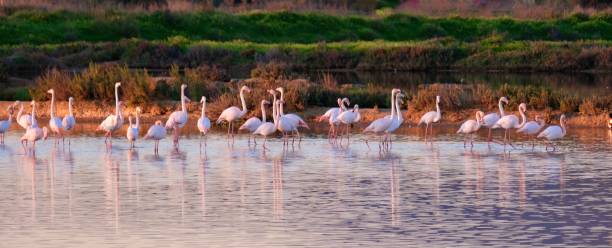 istock Flamingos in the Ria Formosa Natural Park 2194521995