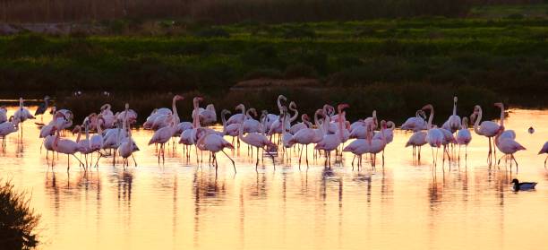 istock Flamingos in the Ria Formosa Natural Park 2194522082