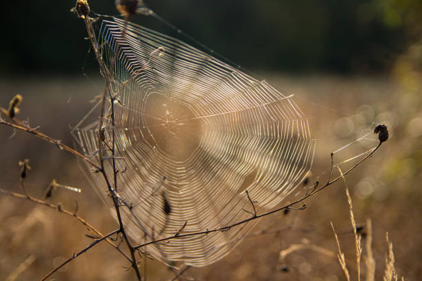 Morning light highlights a perfect spider web.