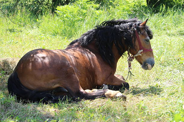 A beautiful sorrel mare stands in a lush field, its mane flowing freely in the wind as it basks in the sun of its outdoor home