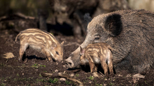 istock A Sleeping Wild Boar Sow With Two Of Its Boarlets (Sus Scrofa) 2194522746