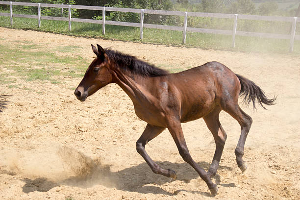 Funny horse foal playing on pasture with mother mare