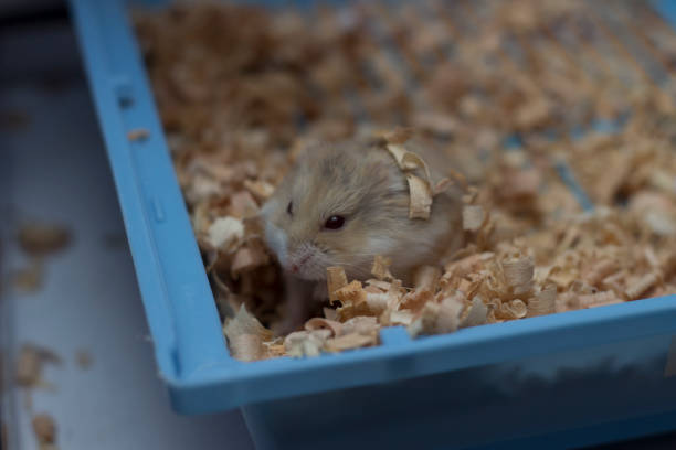 istock Hamster resting in bedding inside its habitat during early morning hours 2194524099