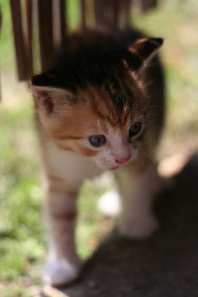 portrait of a cute young cat with a big green eyes in the green grass