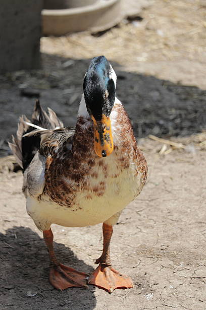 istock Colorful duck walking on the ground in a farmyard setting during the daytime 2194524157