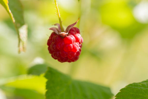 Close-up juicy fresh raspberries growing on stems
