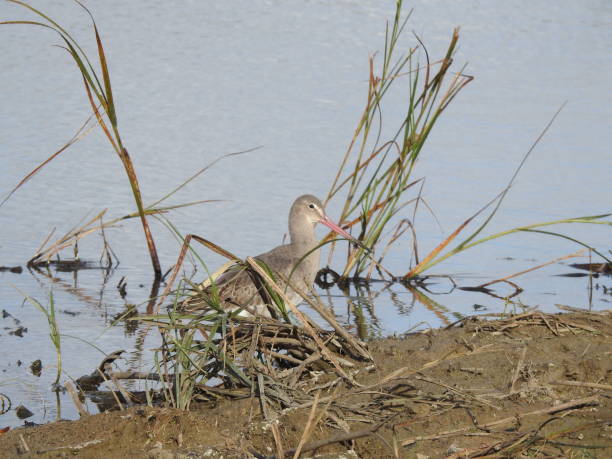 istock Close side view of a Black-tailed Godwit standing in water between a few thin reeds 2194527866